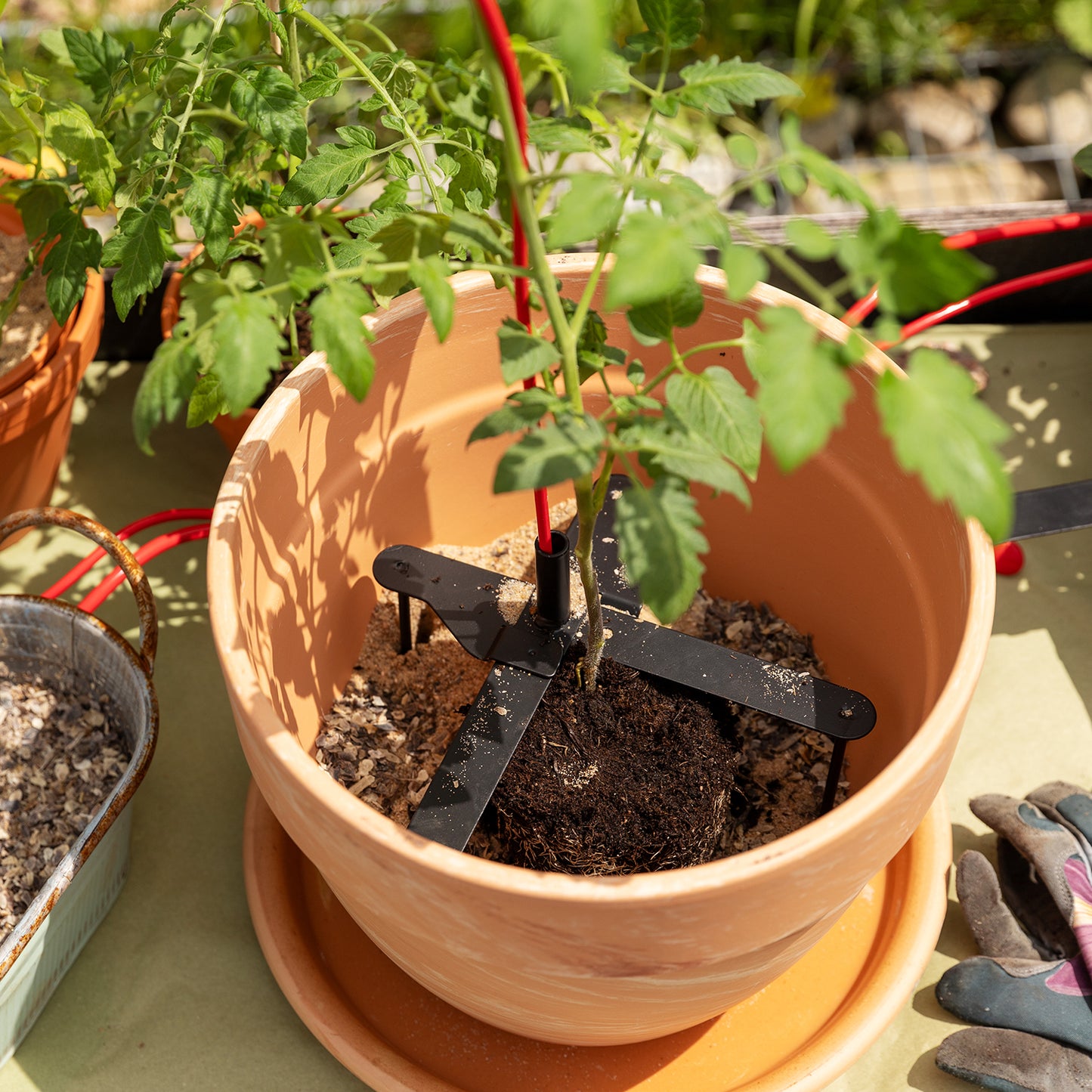 bellissa Pflanzstabhalter Schmetterling; L 23 x B 23 x H 13 cm, Topf Ø25 cm, 1,4 mm verz.