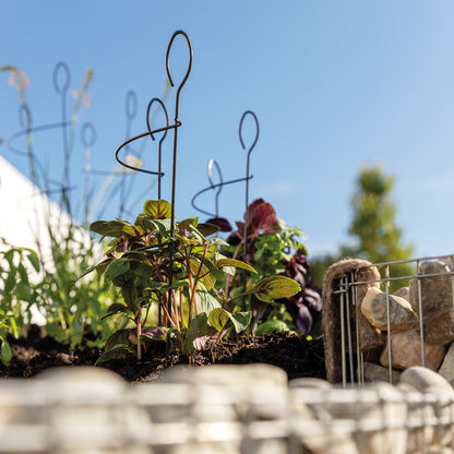 bellissa Kleinspalier CONO 58x19 cm