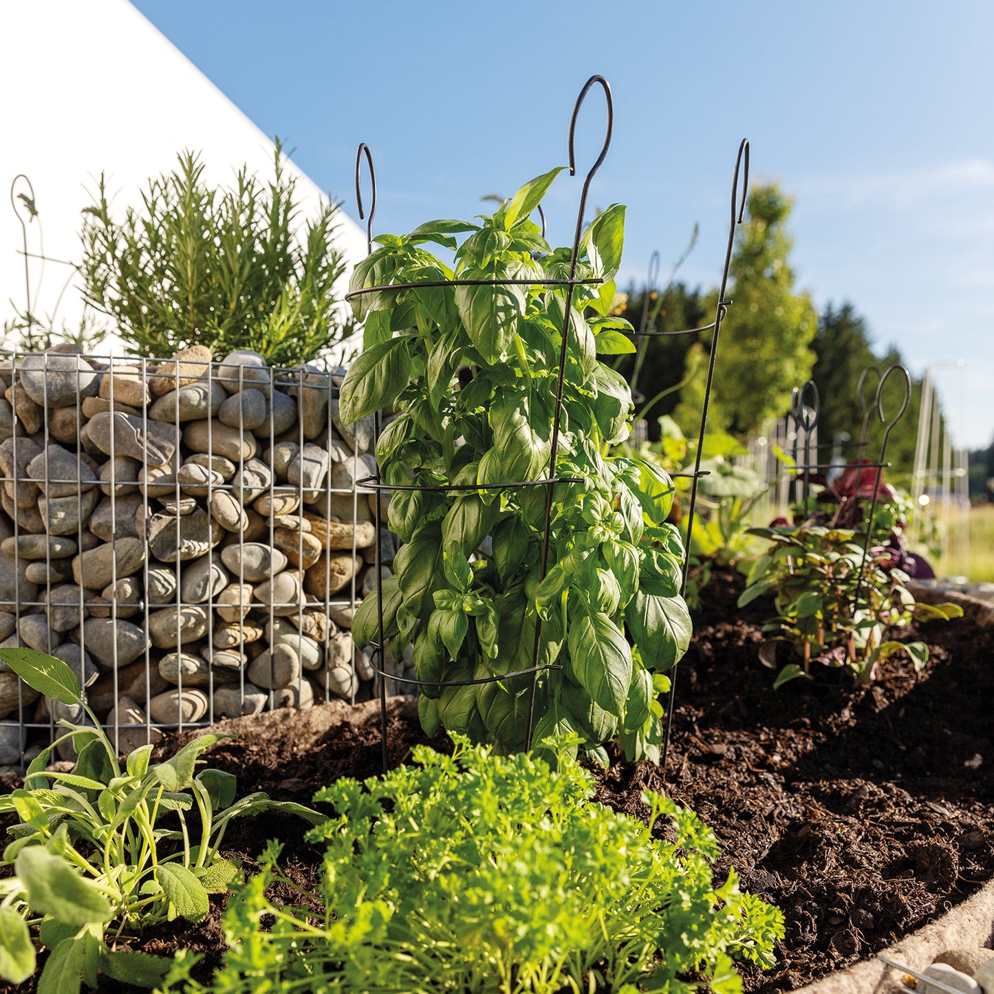 bellissa Kleinspalier CONO 58x19 cm