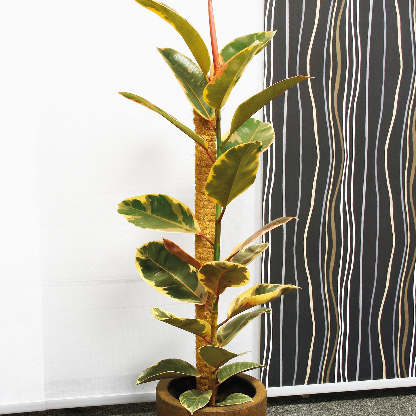 bellissa Kokosstab 80cm Ø 45mm