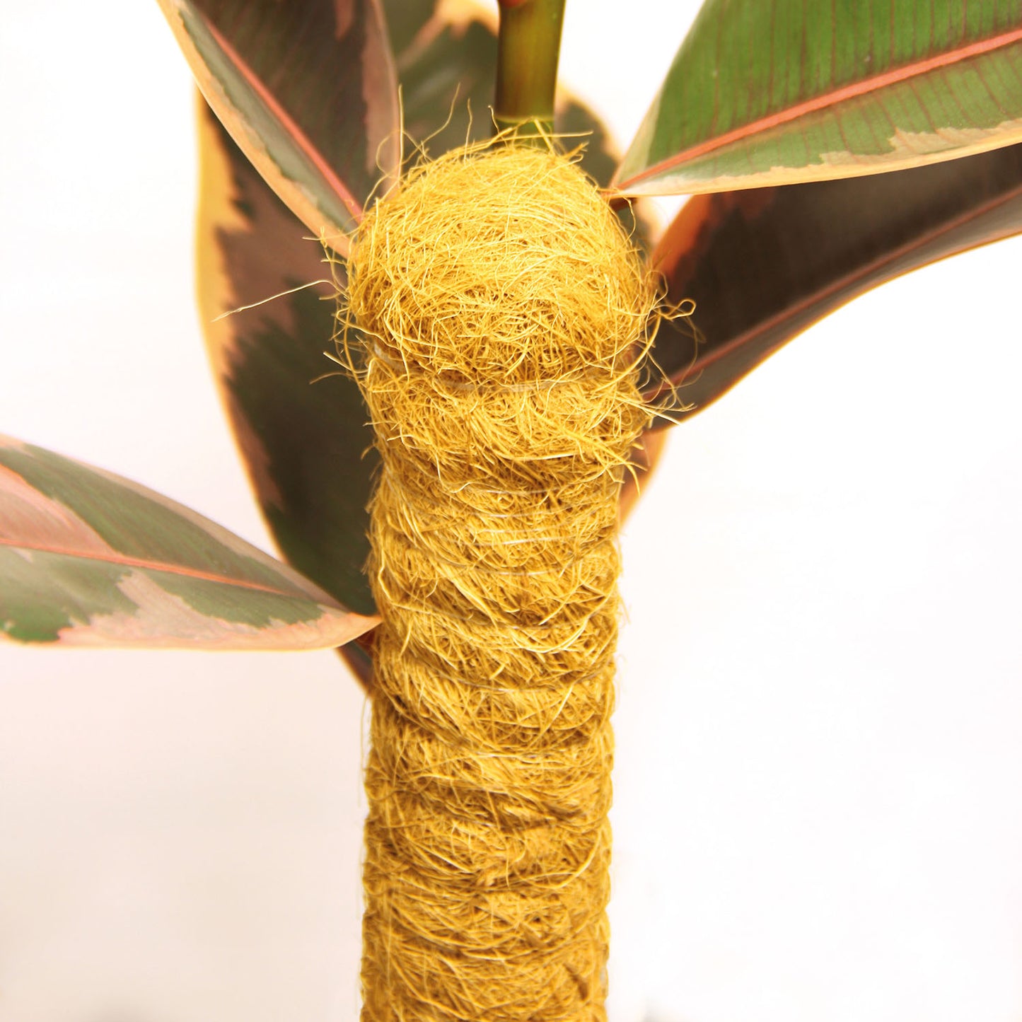 bellissa Kokosstab 110 Ø 45mm