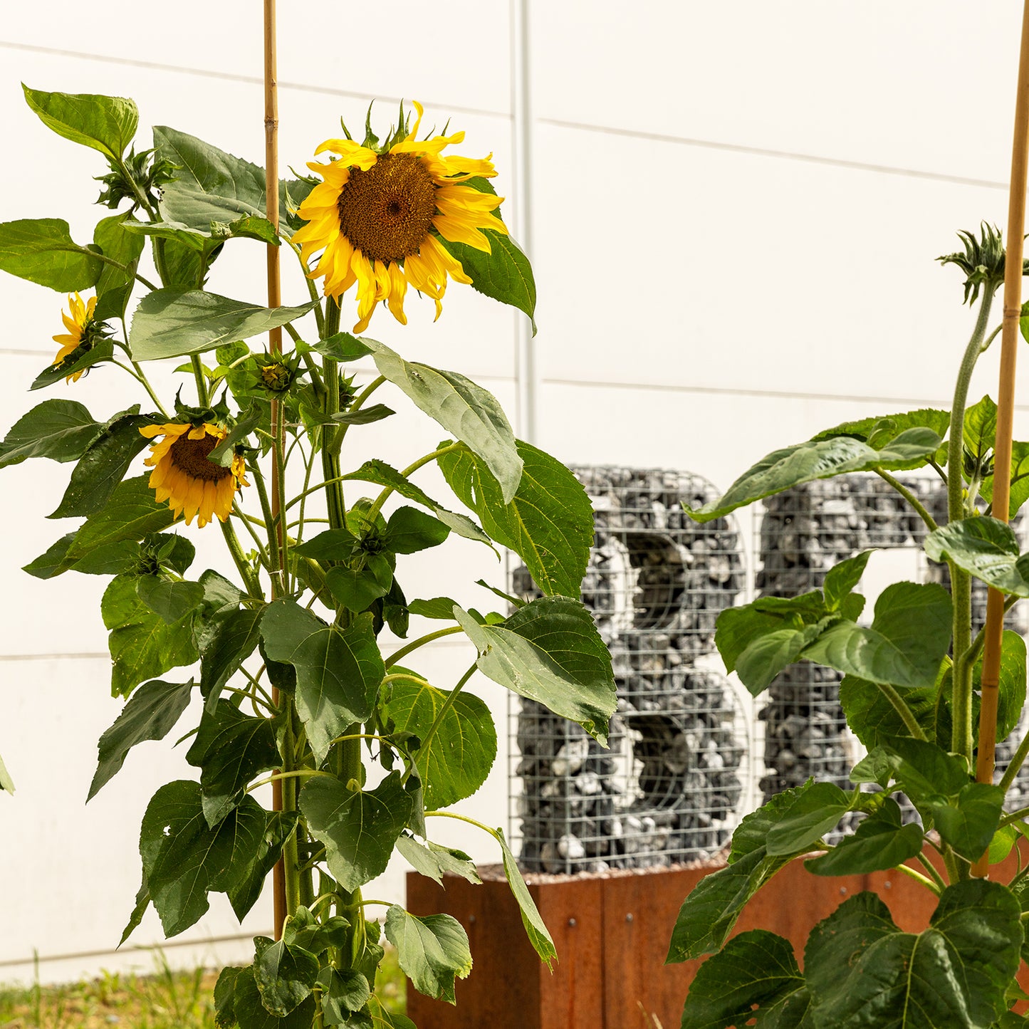 bellissa Bambusstäbe