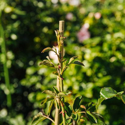 bellissa Bambusstäbe