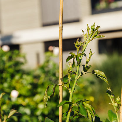 bellissa Bambusstäbe