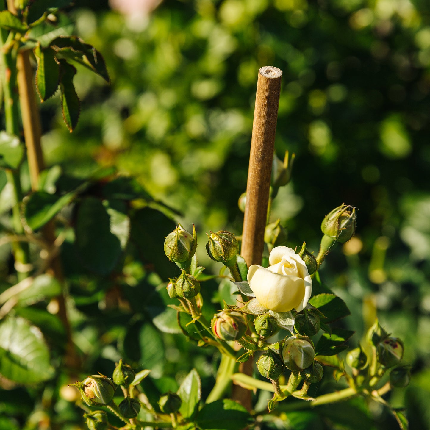 bellissa Bambusstäbe