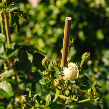 bellissa Bambusstäbe