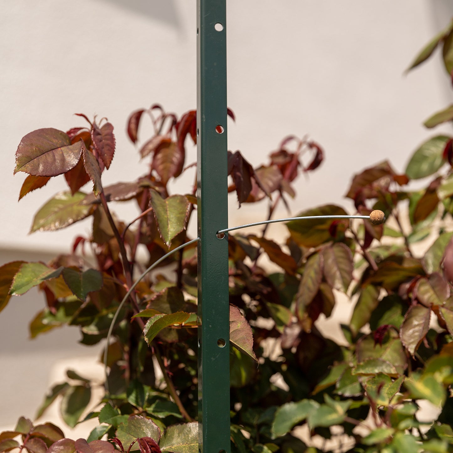 bellissa Pflanzstab Timo 100 G; L 3 x B 3 x H 100 cm, Pulver besch., 1.5 mm verz.