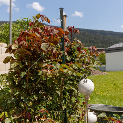 bellissa Pflanzstab Timo 100 G; L 3 x B 3 x H 100 cm, Pulver besch., 1.5 mm verz.