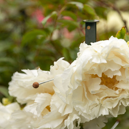 bellissa Pflanzstab Timo 100 G; L 3 x B 3 x H 100 cm, Pulver besch., 1.5 mm verz.