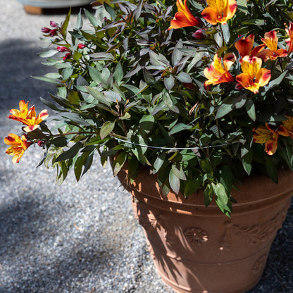 bellissa Pflanzstab Timo 100 G; L 3 x B 3 x H 100 cm, Pulver besch., 1.5 mm verz.