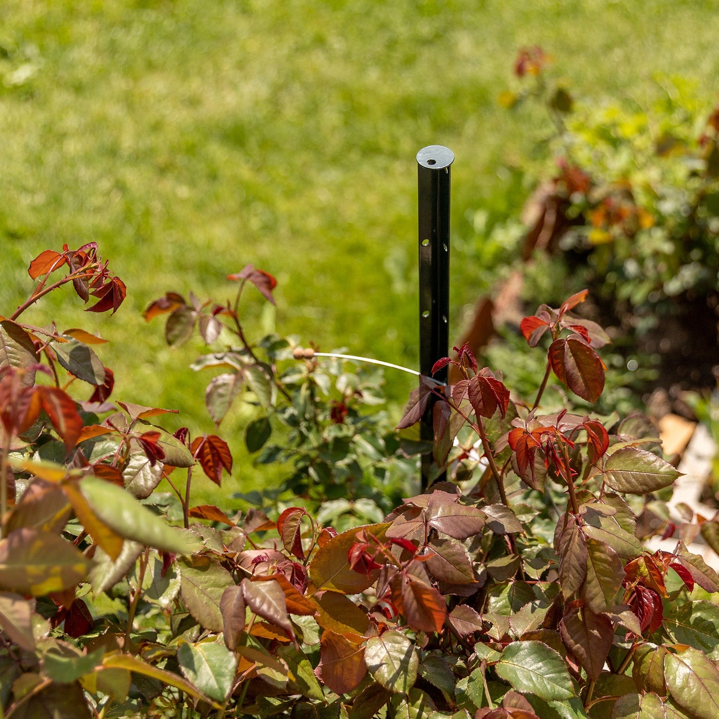 bellissa Pflanzstab Timo 100 G; L 3 x B 3 x H 100 cm, Pulver besch., 1.5 mm verz. - ID: 70408942977398