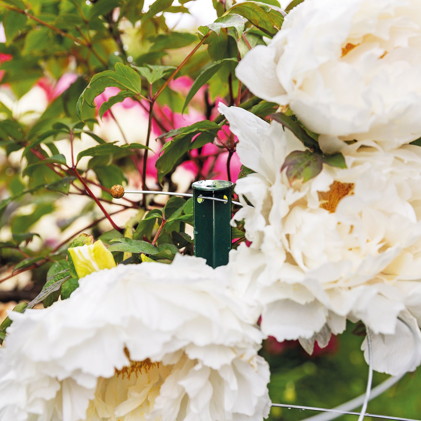 bellissa Pflanzstab Timo 150 G; L 3 x B 3 x H 150 cm, Pulver besch., 1.5 mm verz.