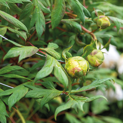 bellissa Stützdraht S verzinkt, L 200 x B 1 x H 1 cm, Mat. Ø 2 mm