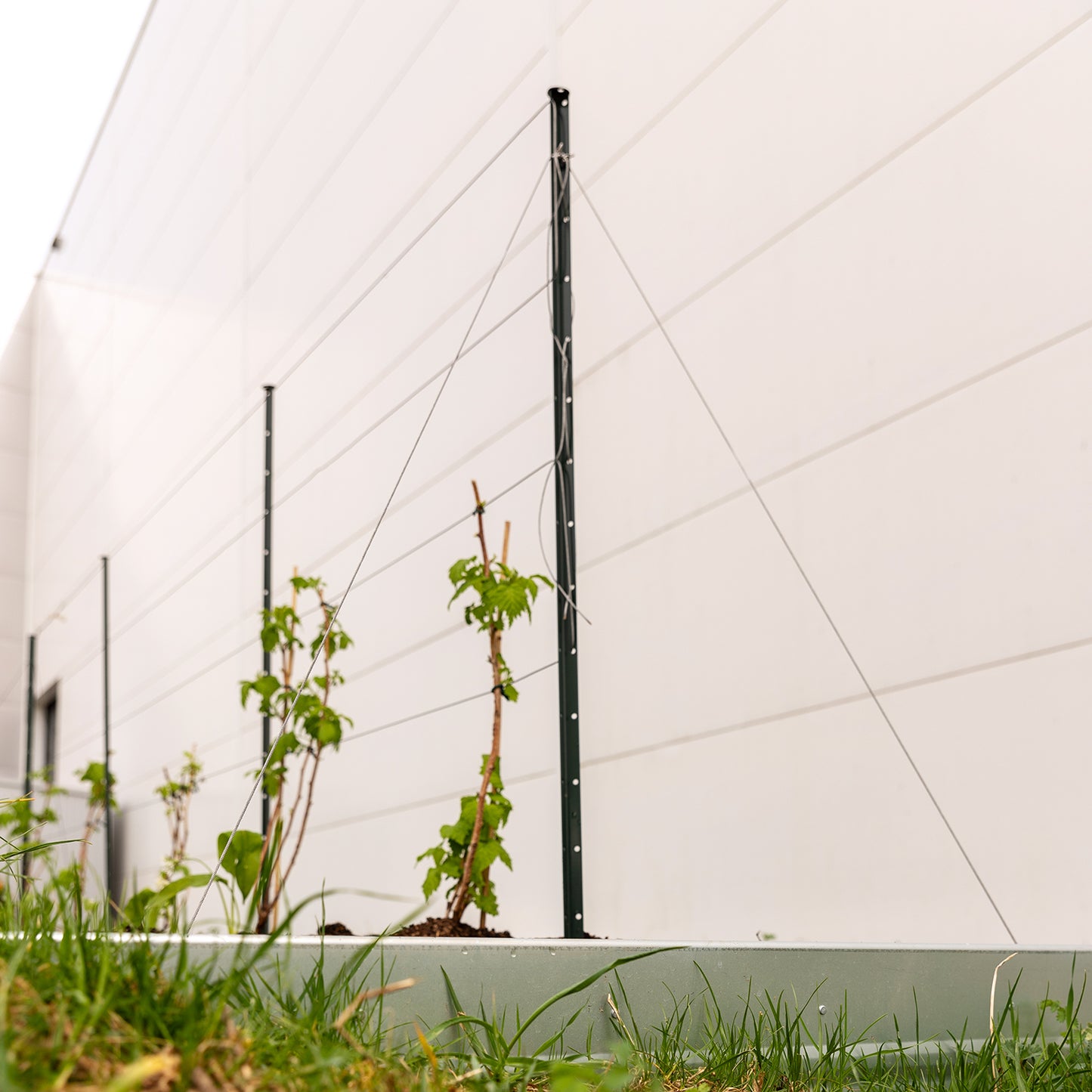 bellissa Pflanzstab Timo 180 G; L 3 x B 3 x H 180 cm, Pulver besch., 1.5 mm verz.