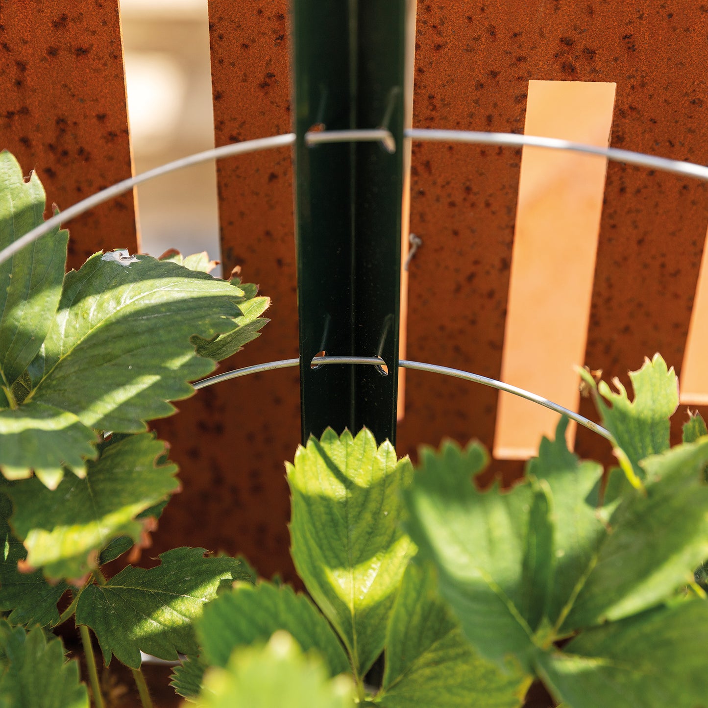 bellissa Pflanzstab Timo 180 G; L 3 x B 3 x H 180 cm, Pulver besch., 1.5 mm verz.