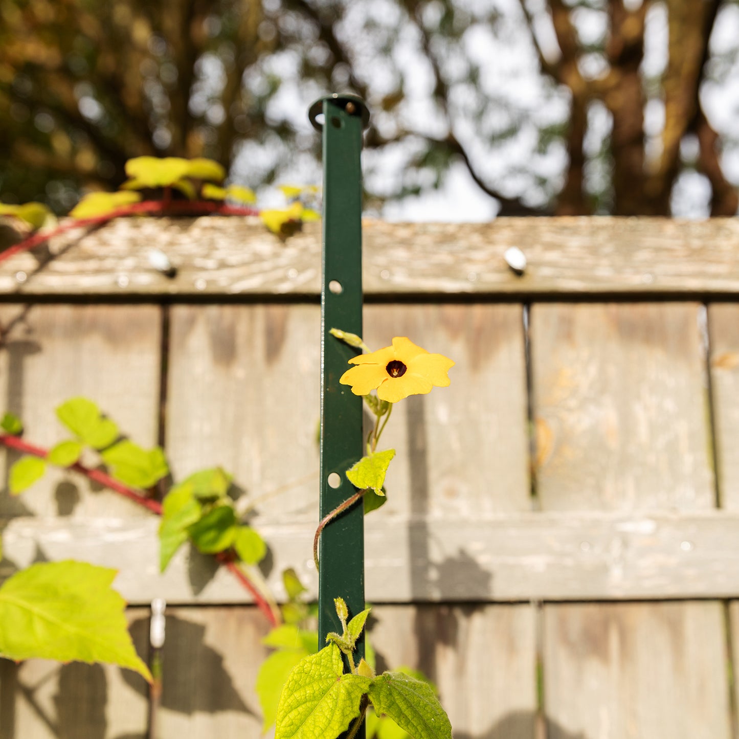 bellissa Pflanzstab Timo 180 G; L 3 x B 3 x H 180 cm, Pulver besch., 1.5 mm verz.