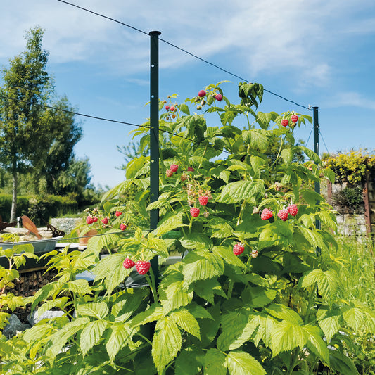 bellissa Rankhilfe HIMBEERTRAUM:L300 x B3 x H180cm