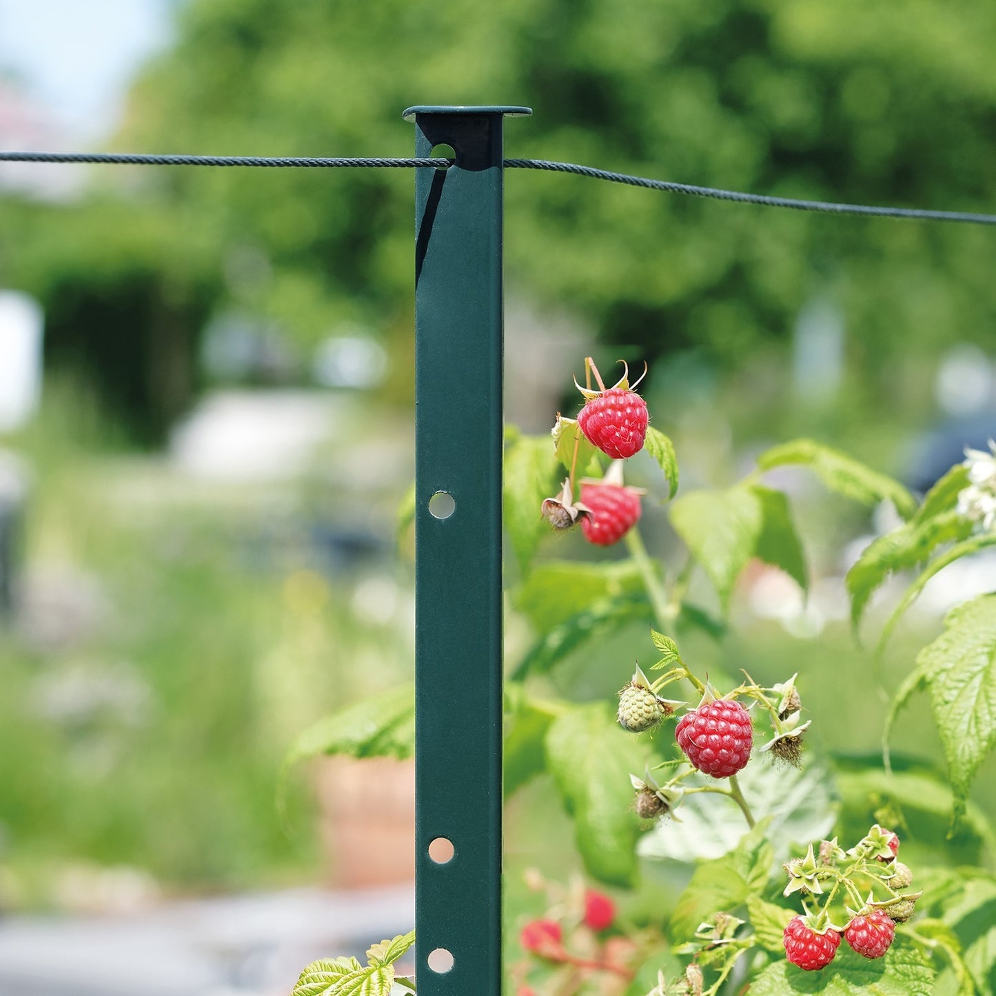 bellissa Himbeer & Brombeer Rankhilfe HIMBEERTRAUM:L300 x B3 x H180cm - ID: 70409271542134