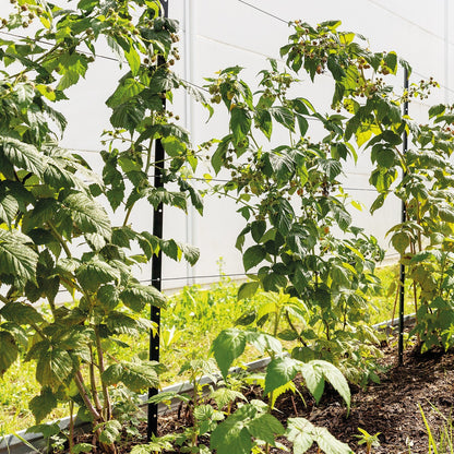 bellissa Himbeer & Brombeer Rankhilfe HIMBEERTRAUM:L300 x B3 x H180cm - ID: 70408785822070