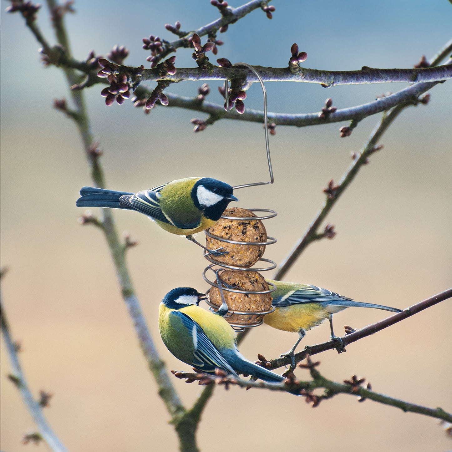 GartenAZ Meisenknödelhalter Doppelknödel (Groß) 2er Set