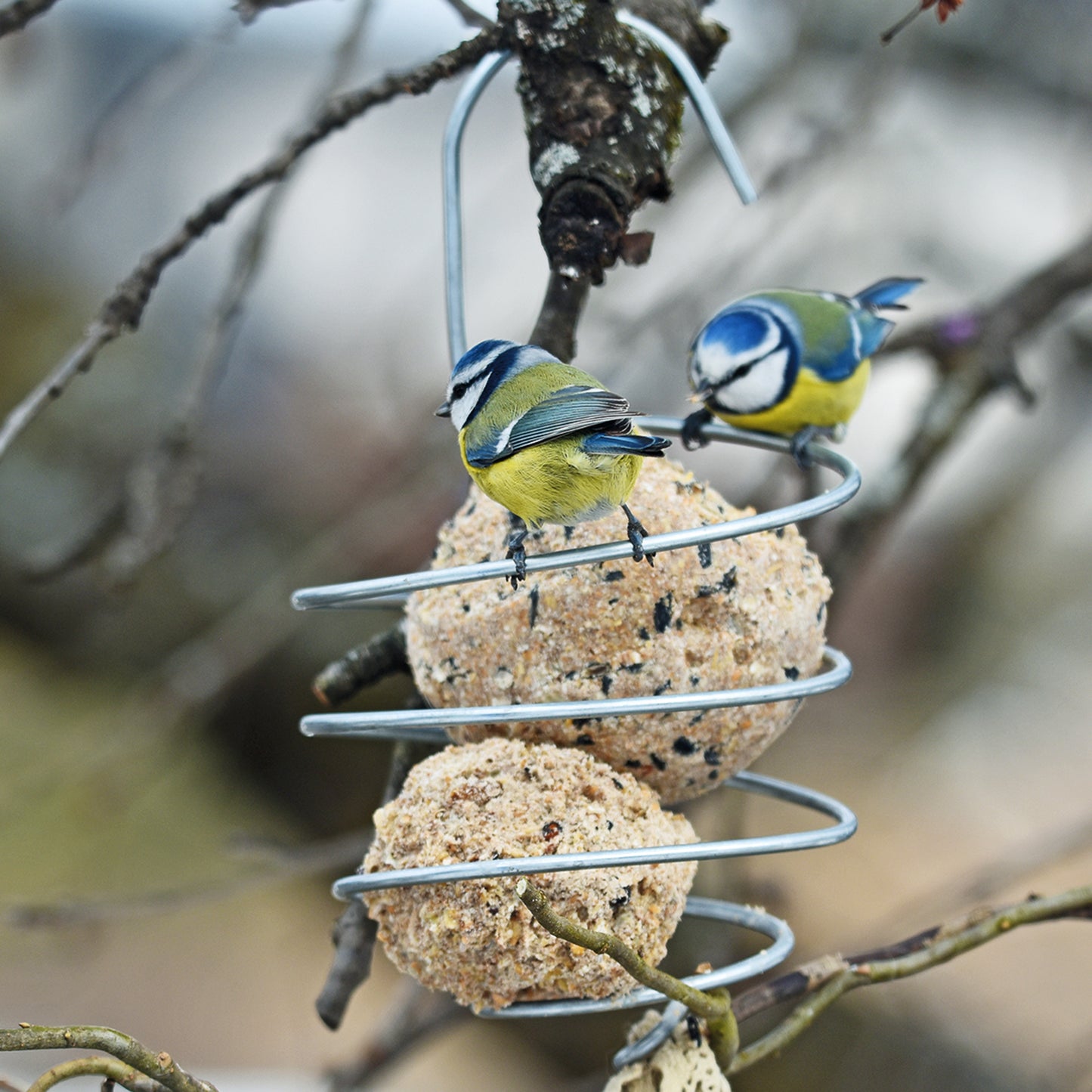bellissa Meisenknödelhalter XL, L12x B12 x H22 cm, 4mm, Stahl verzinkt