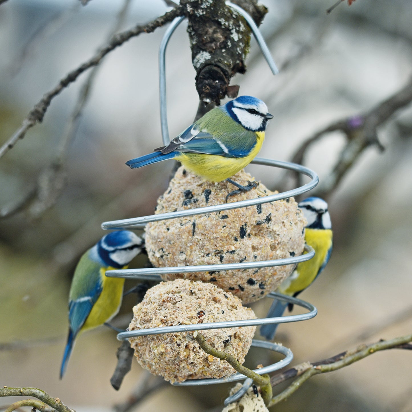 bellissa Meisenknödelhalter XL, L12x B12 x H22 cm, 4mm, Stahl verzinkt