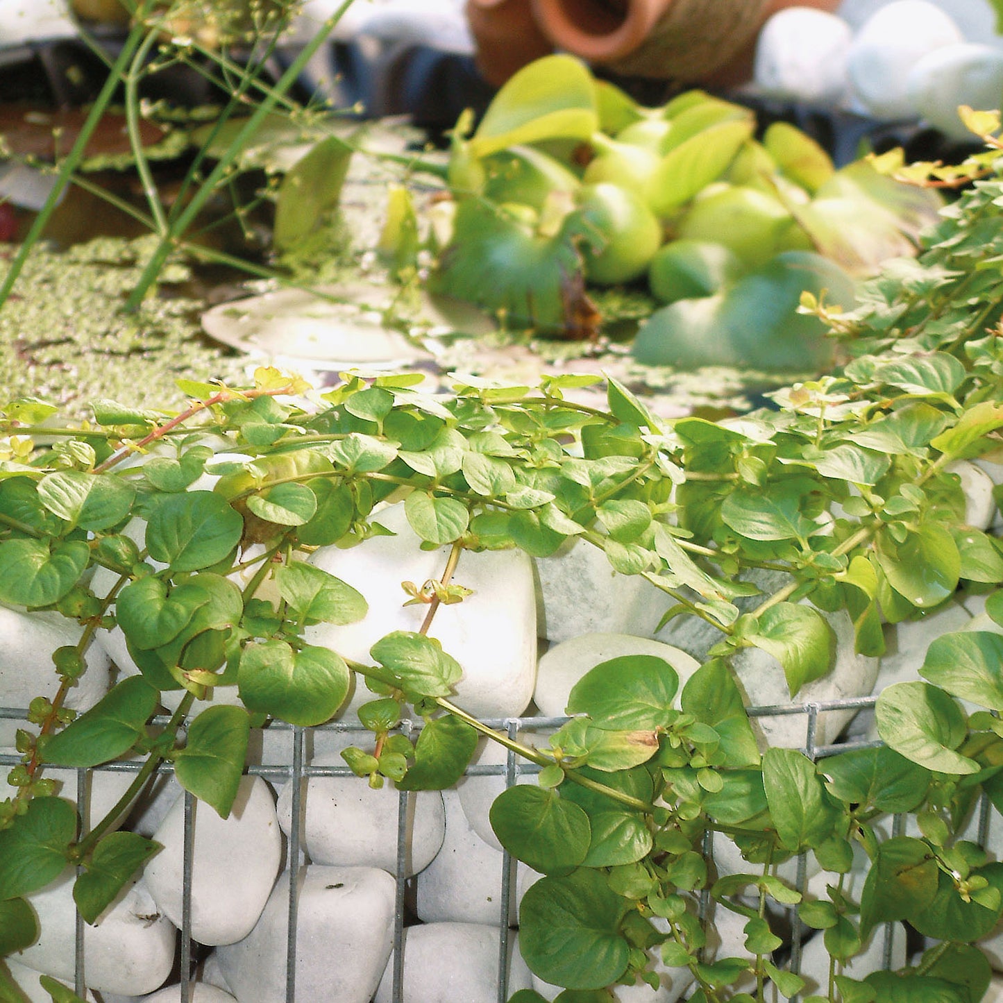 bellissa Hochteich Bausatz inkl. Teichfolie, Trennvlies Ø 92/72 cm H 40 cm