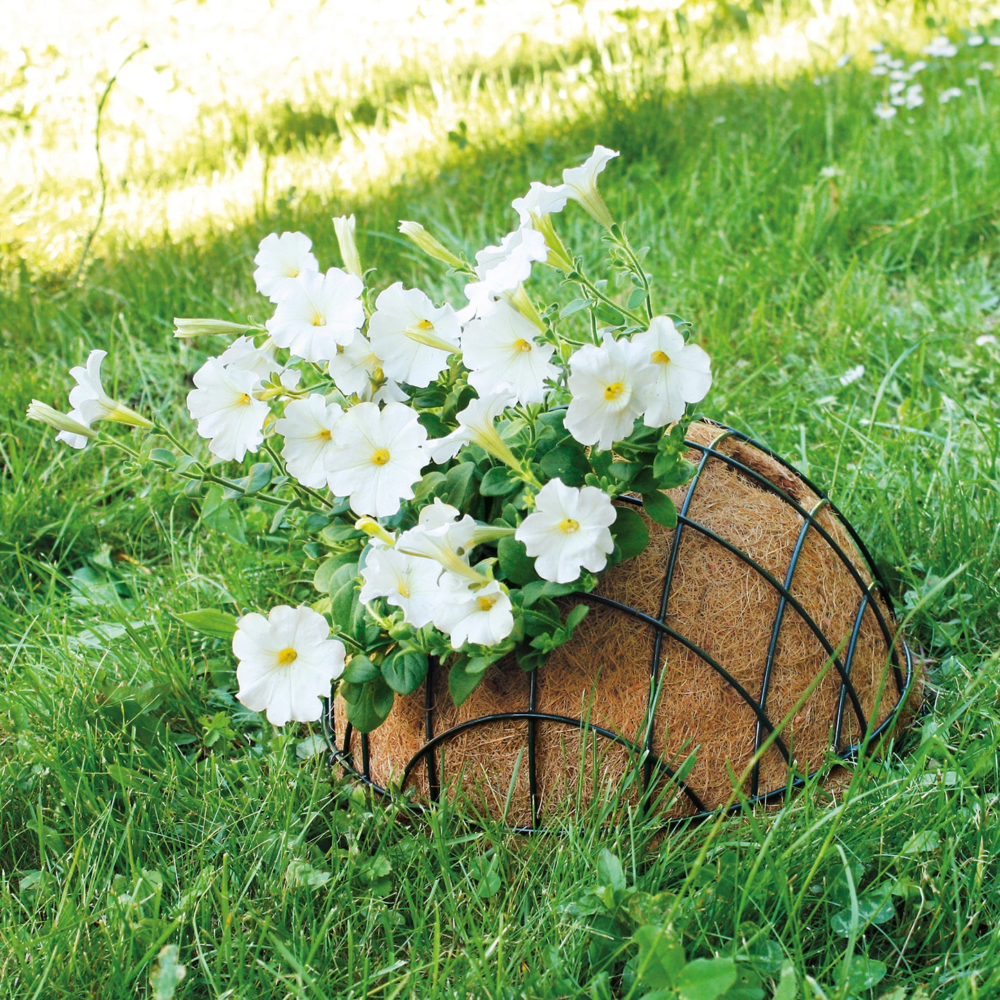 bellissa Hanging Basket inkl. Kokoseinsatz Ø55cm