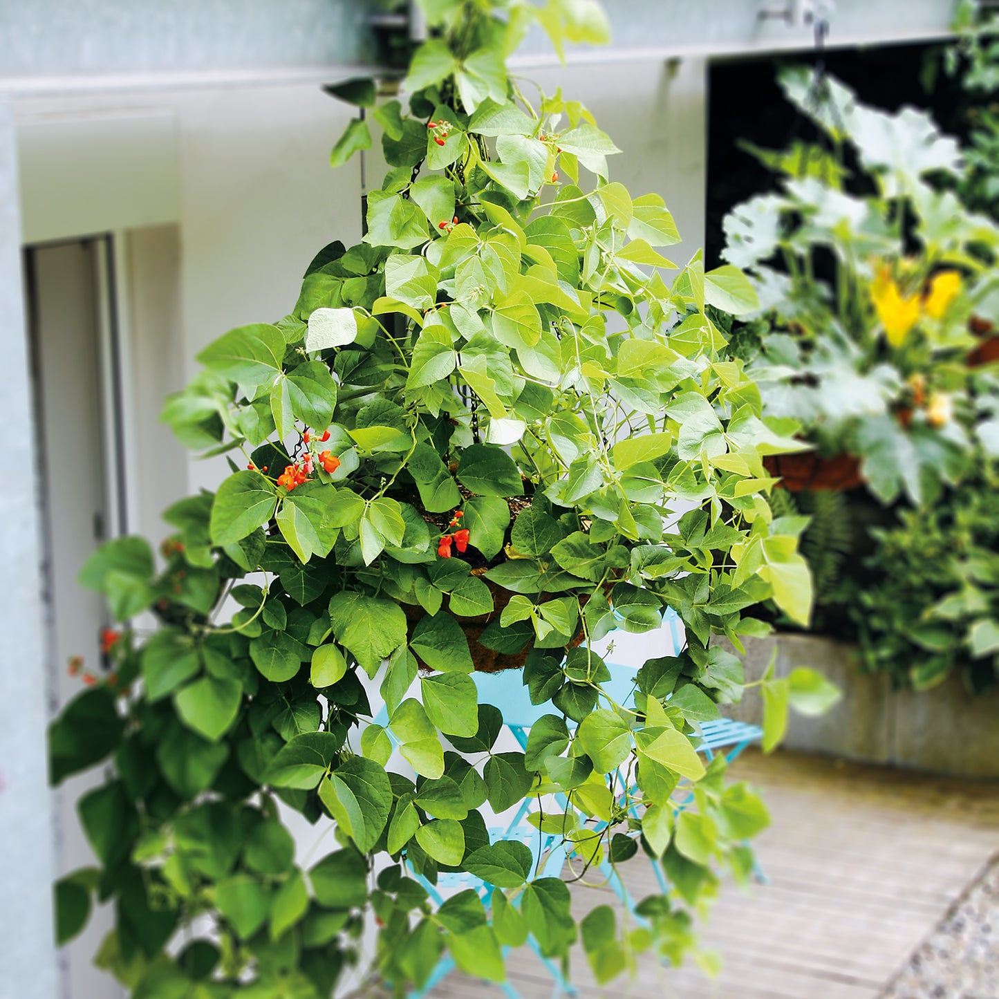 bellissa Hanging Basket inkl. Kokoseinsatz Ø55cm