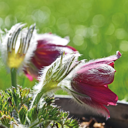 bellissa Rasenkante Kreis Ø 40 cm H13 cm verzinkt