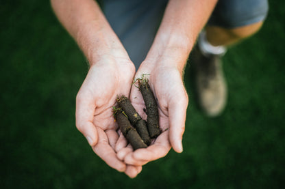 GartenAZ Hand Aerifizierer für Rasen - Aerifiziergabel + 3er Spoons & Auffangwanne