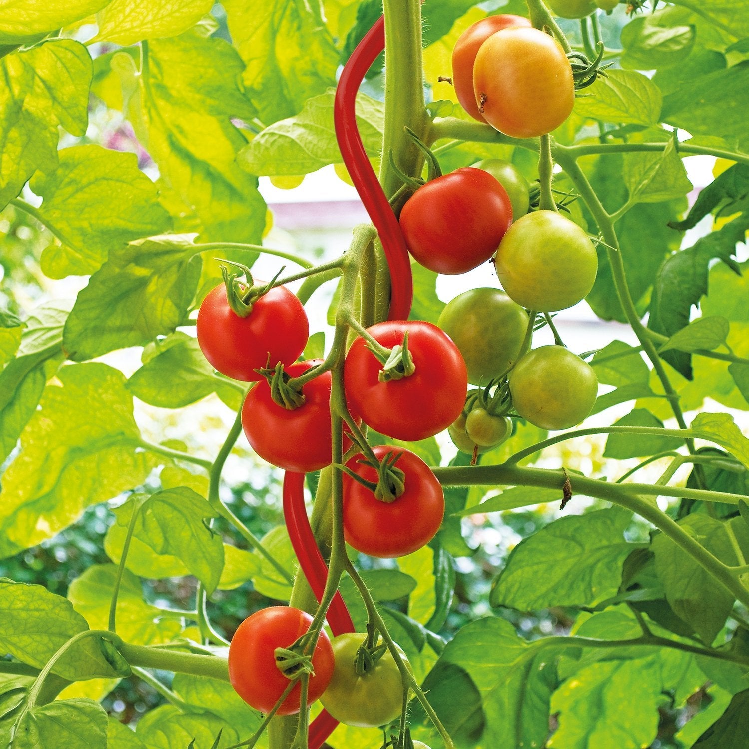 bellissa Tomatenspirale Colorata rot 110cm Ø 5mm - 90113-001 - Rasenkante 24