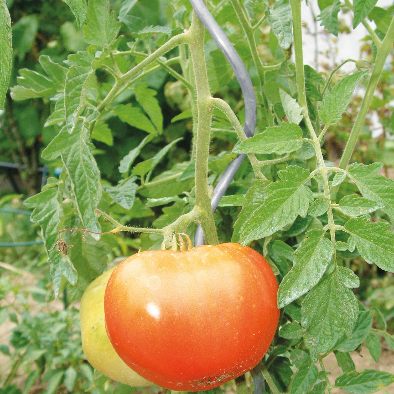 bellissa Tomatenspiralen 180cm Ø 7mm verzinkt - 90180-001 - Rasenkante 24
