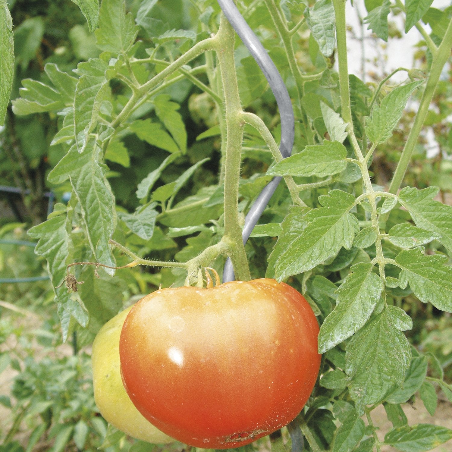 bellissa Tomatenspiralen Aluspirale 180 cm Ø 10 mm - 90181-0001 - Rasenkante 24
