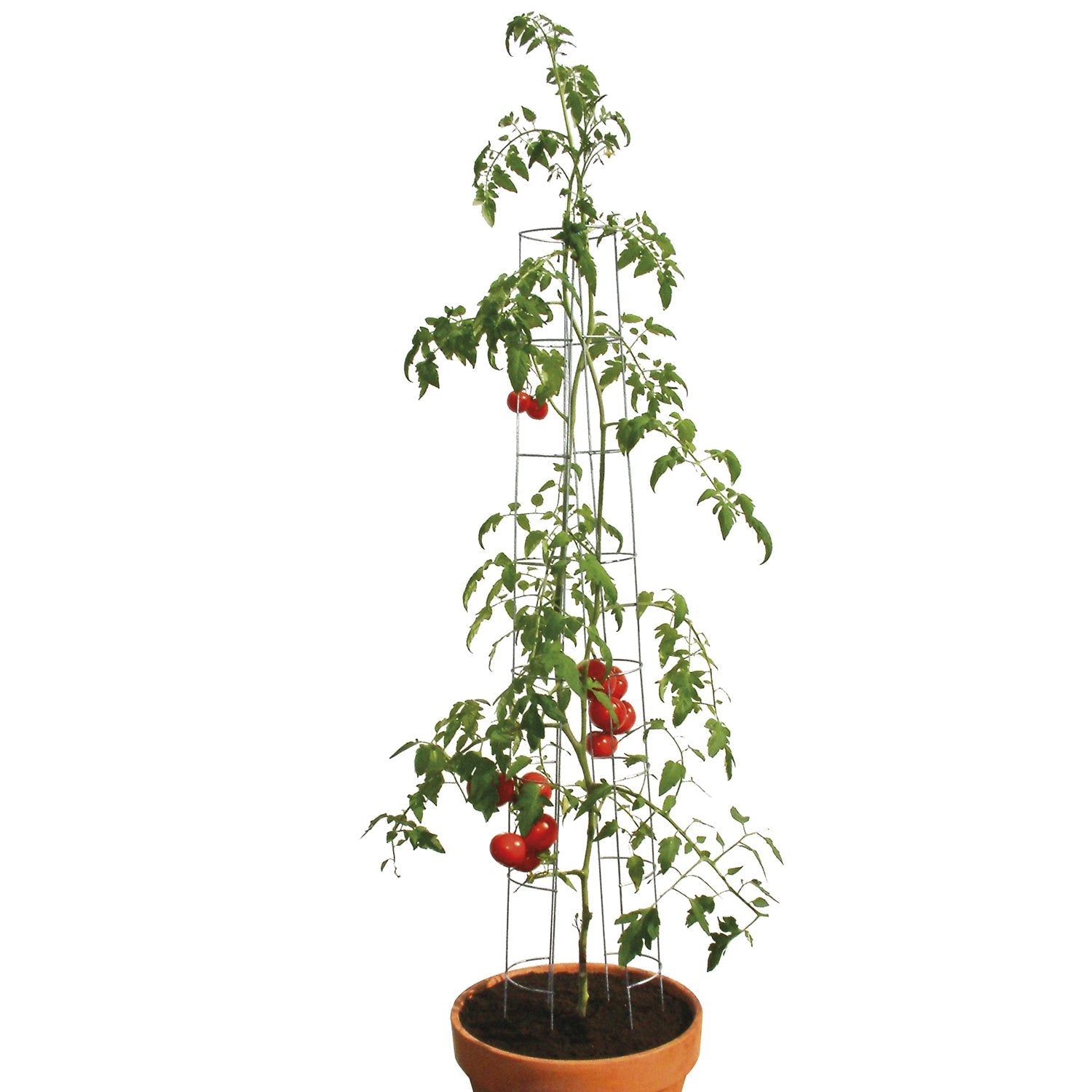 bellissa Tomatenturm 180 cm - 90401-0001 - Rasenkante 24